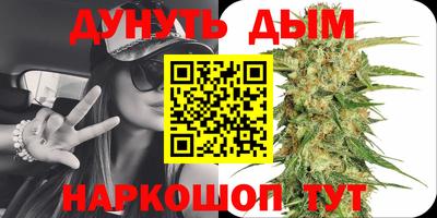 сатива Новозыбков